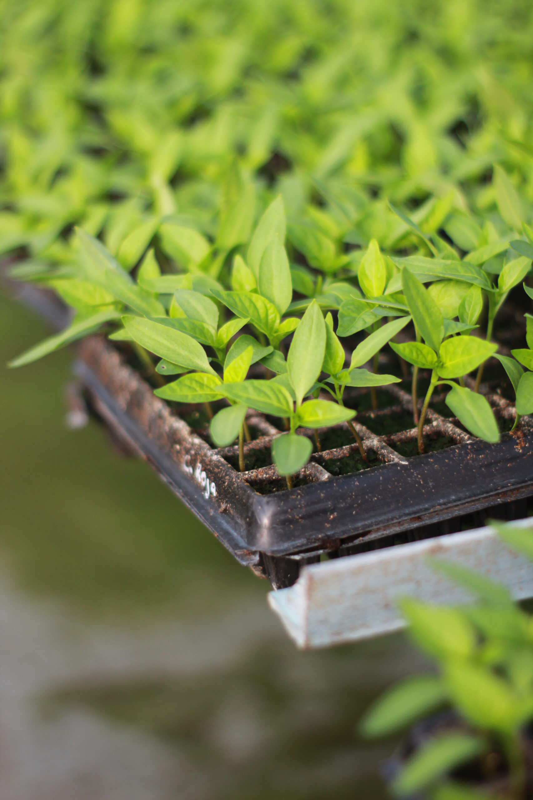 3EEF9E33-0F17-4A43-A76D-C96CBADE58A3