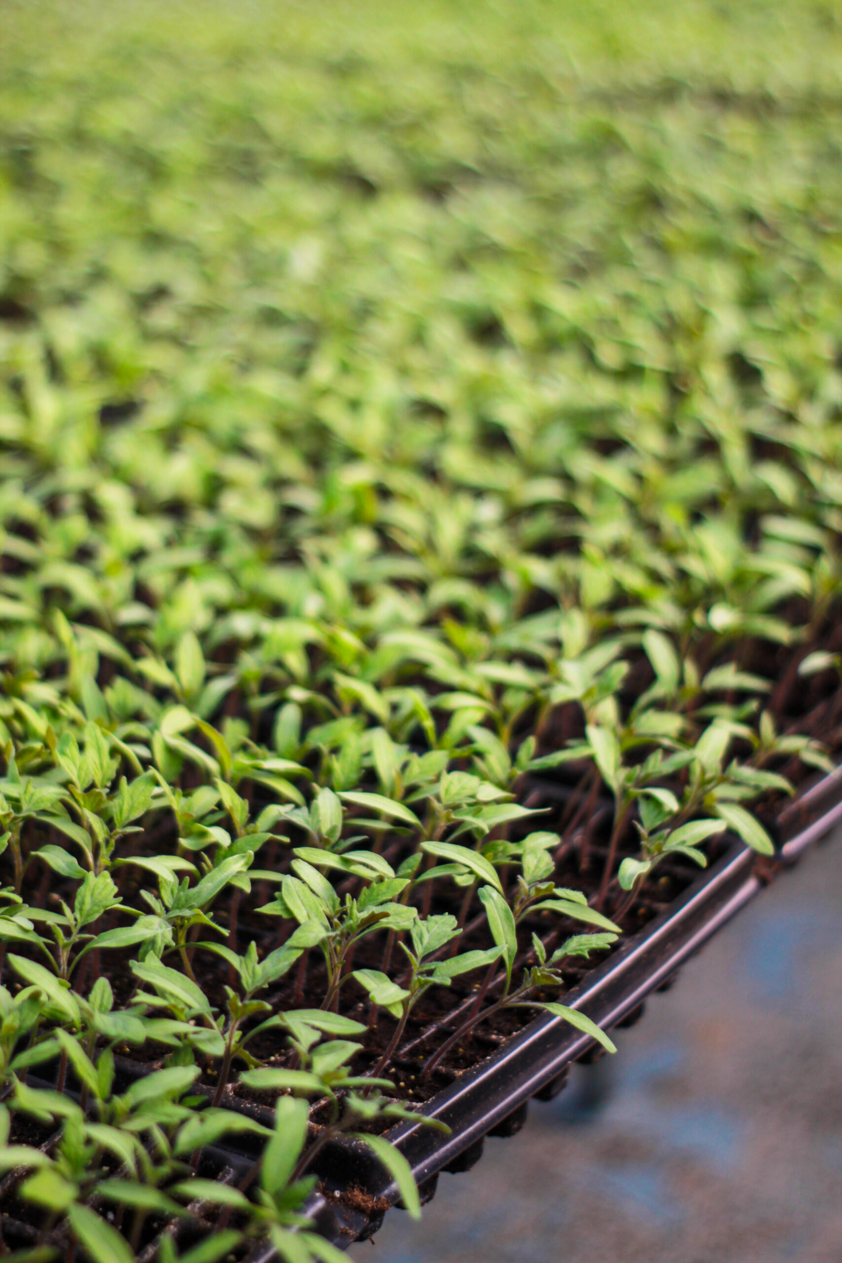 44F4962E-CBA5-4268-80F9-536E539334DA